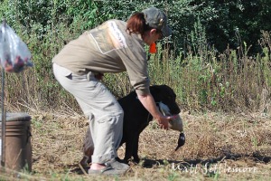 Kimber training for seasoned hunt test