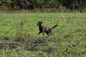 Kimber The Hunter's Gunpowder and Lead Chocolate Labrador Retriever