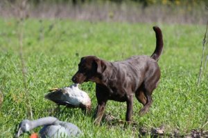 Kimber The Hunter's Gunpowder and Lead Chocolate Labrador Retriever